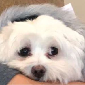 Meet your Posher, Danica